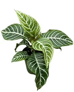 4" Zebra Plant – Aphelandra – Live Plant
