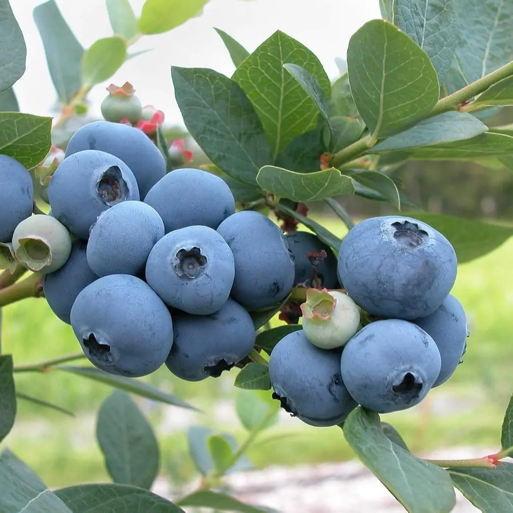 1 Darrow Blueberry Plant - Vaccinium corymbosum - Live Plant - ship in pot 3" to 6" tall.