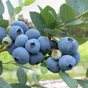 1 Darrow Blueberry Plant - Vaccinium corymbosum - Live Plant - ship in pot 3" to 6" tall.