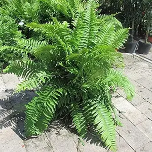 Macho Fern - Live Plants in 4 Inch Pots - Nephrolepsis Biserrta 'Macho' - Florist Quality Ferns from Florida