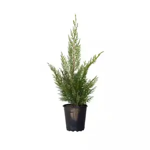 Leyland Cypress Seedling- Rich green foliage