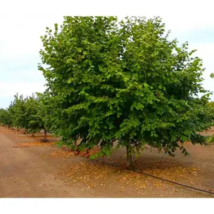 Mcdonald Hazelnut Tree Bare Root Nocturnal Gardens