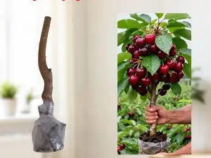 Cherry Tree Seedlings for Home Garden Easy to Grow Sweet Fruit Trees Beginner Friendly Backyard Gardening Starter Plants