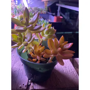 4 inch potted mixed pot sedum adolphi , stonecrop