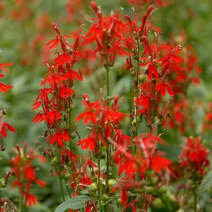Native Cardinal Flower