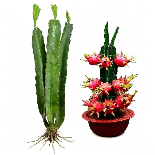 Red Dragon Fruit Pitaya Cactus 8in Live Cutting for Planting, Tropical Exotic Fruit Plant (No Pot)