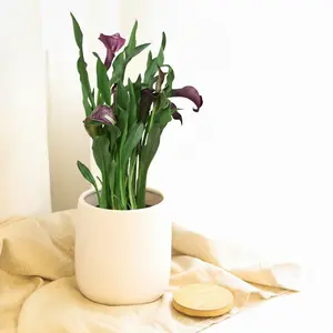 Calla Lily