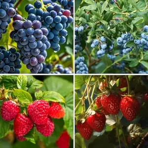 Berry Seeds Kit for Planting (Grapes, Strawberries, Blueberries, Raspberries Seed Pack), 1060pcs Perennial Fruits Seeds Plants, Non-GMO Heirloom Home Garden Fruits Plants for Outdoors