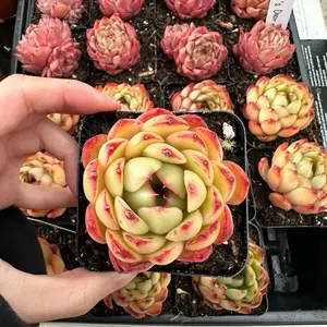 Echeveria 'Puli-lindsayana' Single Head (around 2.5'') - Bare Root Succulents - Terra Tales