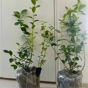 High-quality blueberry living plants, well-developed root systems and fruiting shrubs, high yield and bumper harvest