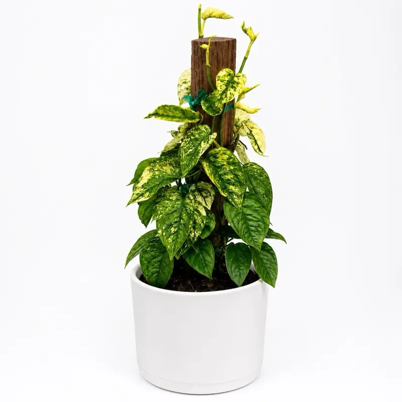 Variegated Cebu Blue Pothos Totem Pole 6" pot Plant - Easy to Care For, Beautiful Green Leaves, Purifies Air, Houseplant, United States Origin