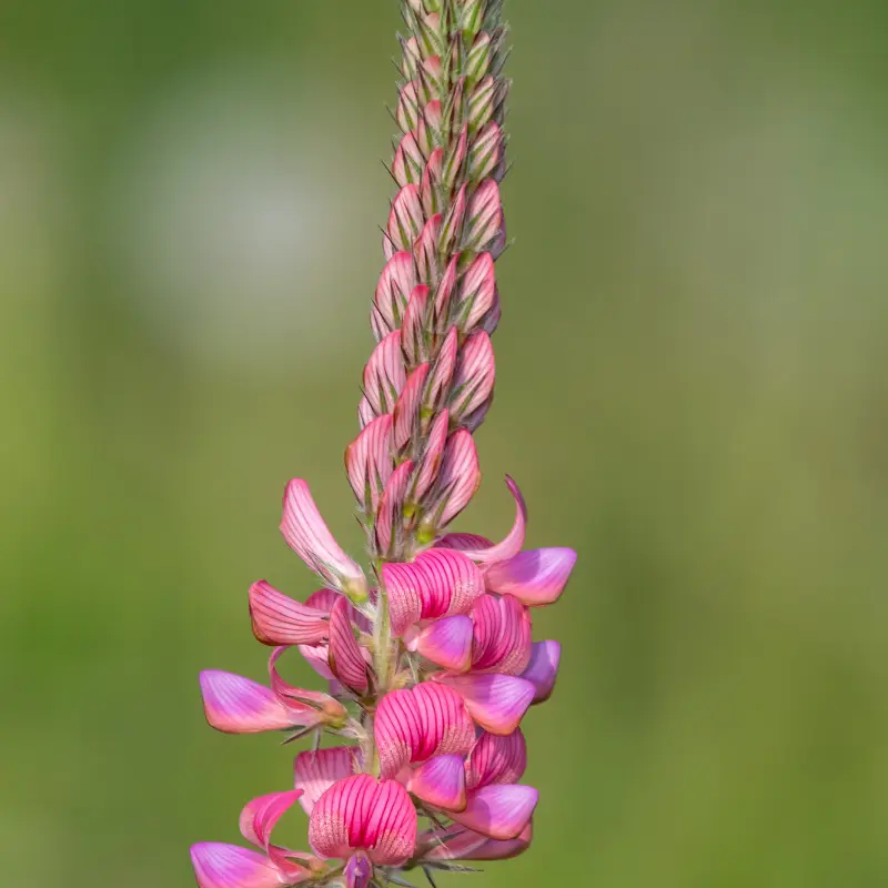 Shoshone Sainfoin Seeds (Onobrychis viciifolia) A non-bloating legume ideal for hay and grazing. Deep-rooted and drought-tolerant, it supports pollinators and improves soil fertility naturally.