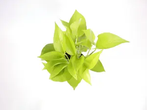 Pothos Neon 4” Potted Live Plant - Epipremnum Aureum - Rare Exotic Houseplant - Electric Lime Foliage - Tropical Gift - Unique Indoor Plant - Vining Greenery - Heart Shaped Leaves - Low Maintenance - Bright Yellow, Lime Green - Beginner Friendly