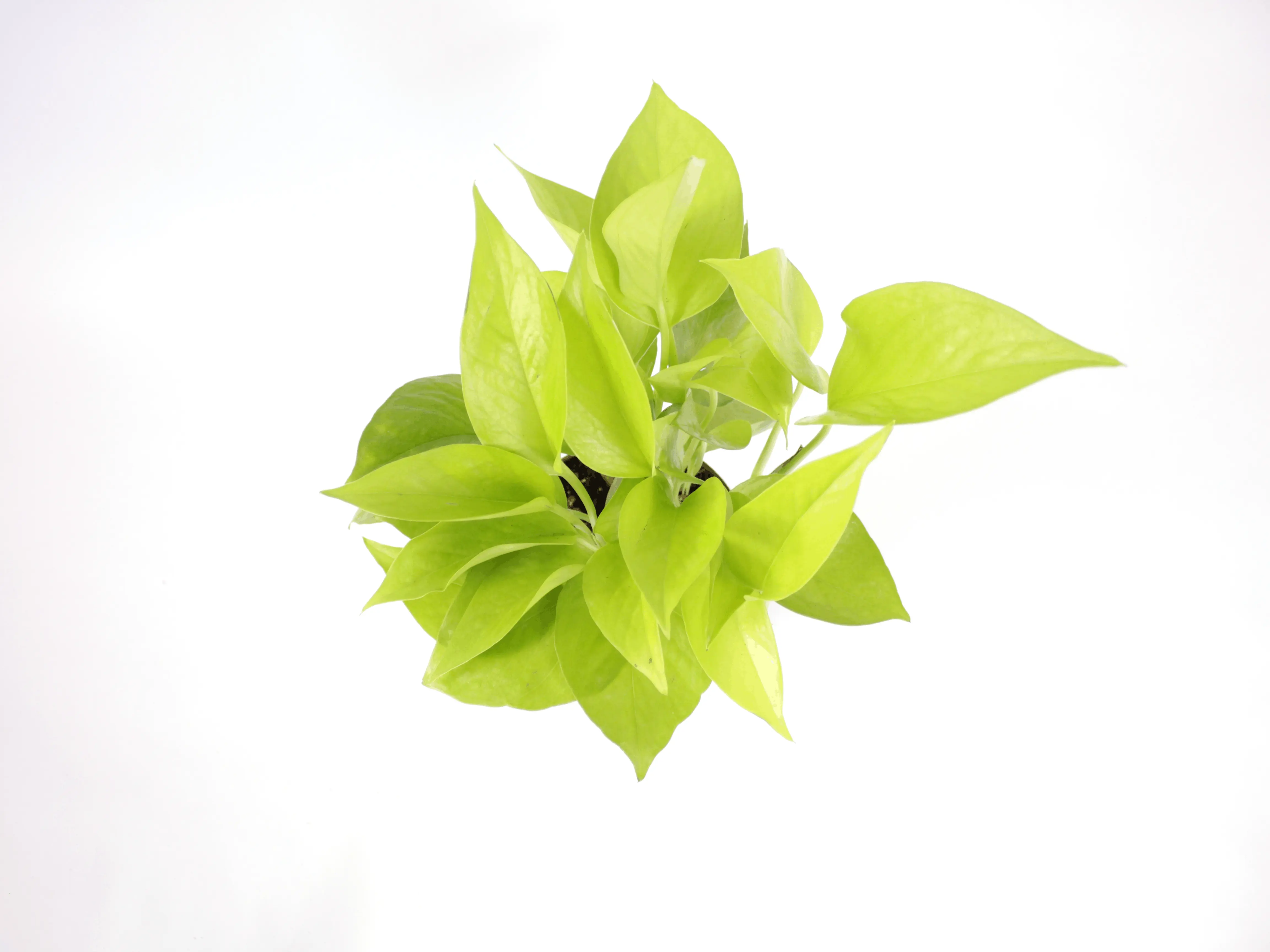 Pothos Neon 4 Potted Live Plant - Epipremnum Aureum - Rare Exotic  Houseplant - Electric Lime Foliage - Tropical Gift -