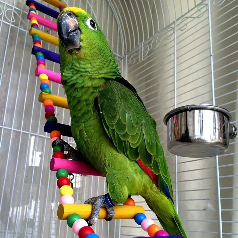 Parrot Color Rack Wooden Bird Ladder for Parrots, Random Color - TikTok Shop