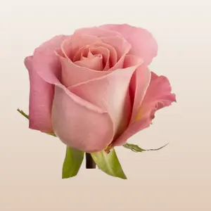 Hermosa Roses fresh imported from Ecuador
