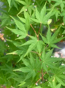 Acer palmatum 'Wildfire' Coral Bark Japanese Maple