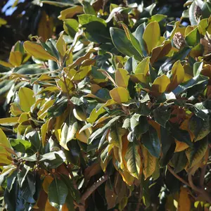 Southern Magnolia Leaves - Natural Leaves for Crafts, Terrariums, and Home Decor