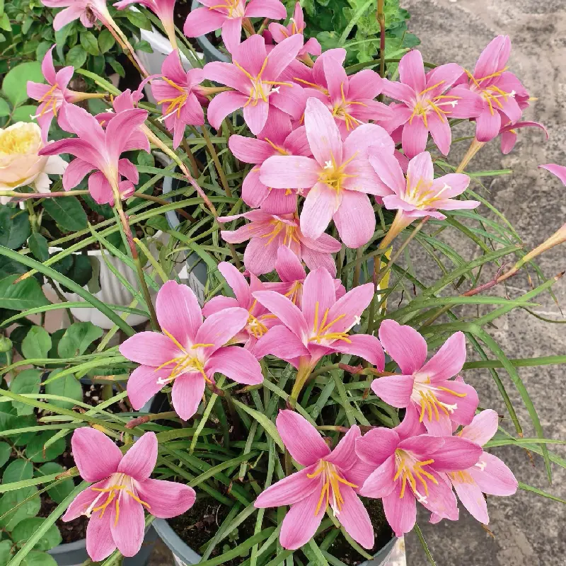 Pretty Pink Zephyranthes Rain Lily Bulbs, Hardy Flower Bulbs, Produce Lovely Soft Pink Blooms, Easy‑to‑Grow Perennial Garden Plant, Ideal for Yard Landscaping, Patio Pots & Border Planting