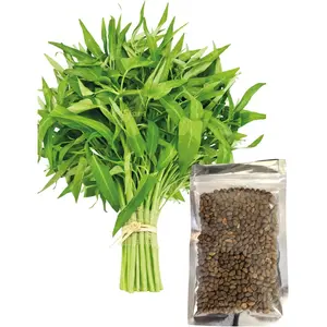 500+ Kangkong Seeds - Rau Muong- Kong Xin CAI- Ong Choy Seeds for Planting- Vegetable Seeds for Yard & Garden Made in USA | Non-GMO | Heirloom | Organic | 95% Germination Rate