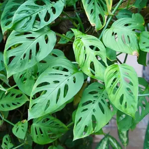 Monstera Plant Swiss Cheese Plant Live Indoor 4 to 5 Inc Tall