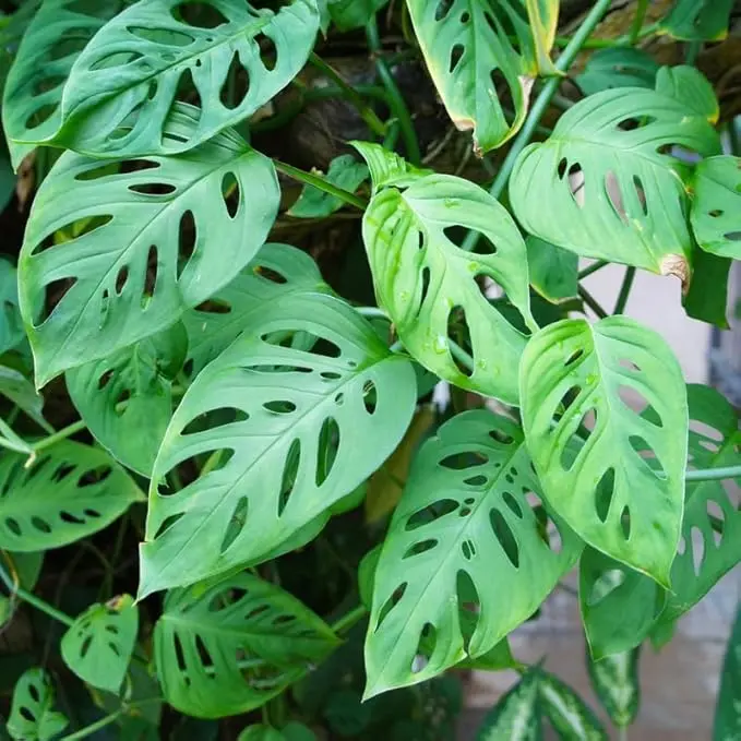 Monstera Plant Swiss Cheese Plant Live Indoor 4 to 5 Inc Tall