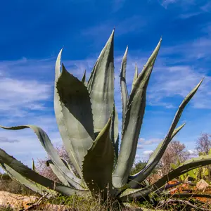 Agave Americana Organic Seeds (Agave americana) Drought-tolerant succulent with striking foliage; perfect for xeriscaping and dramatic container gardens