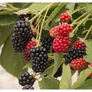 Blackberry Plant - Live Plants in 2 Inch Pots - Rubus - Fruit Trees for The Patio and Garden