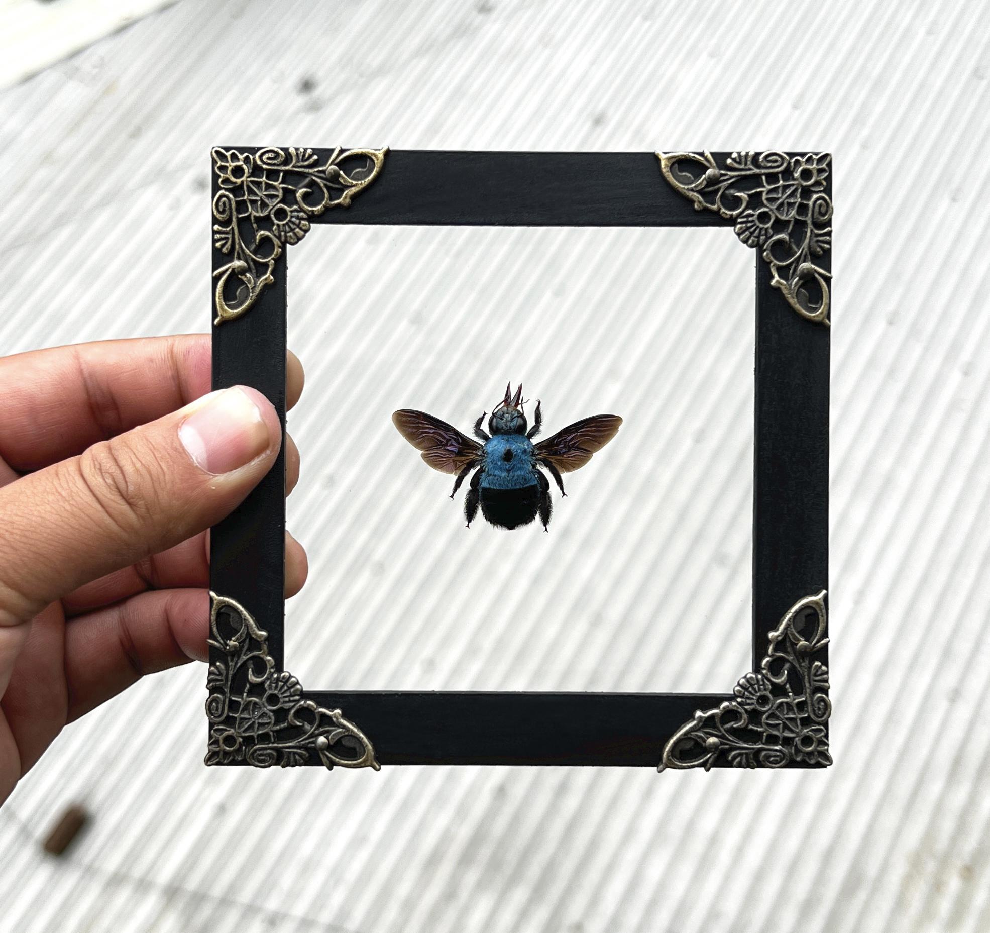 Vibrant Metallic Blue Carpenter Bee Framed Shadow Box Display, Dark Academia Gothic Wall Art, Unique Nature Inspired Gift, Curiosities Cabinet Decor, Whimsigoth Room Aesthetic, Vintage Style Home Gallery Wall Hanging
