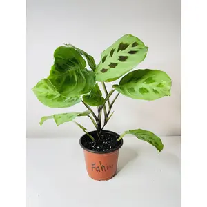 Variegated Maranta Leuconeura Kerchoveana