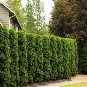 THUJA O. FULL SPEED A HEDGE® AM. PILLAR G1