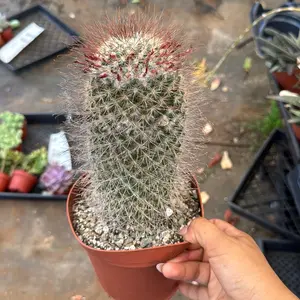 6 inch Mammillaria Cactus Plant