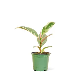 Ficus 'Tineke', Small