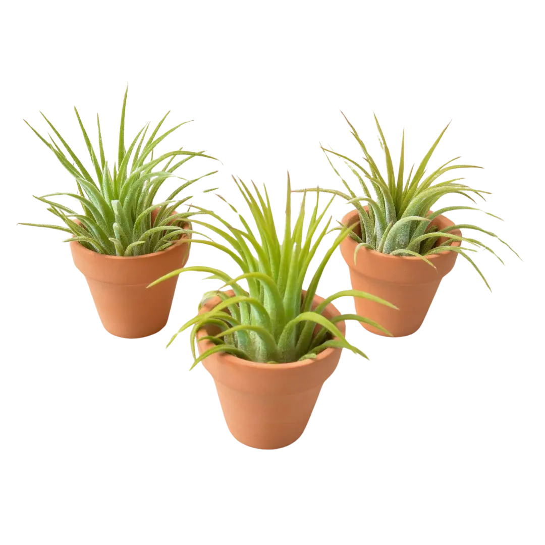 3 Ionantha Air Plants with Mini Terra Cotta Pots (Ionantha guatemala)