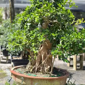 Barbados Cherry Bonsai in 4” Pot Live Houseplants