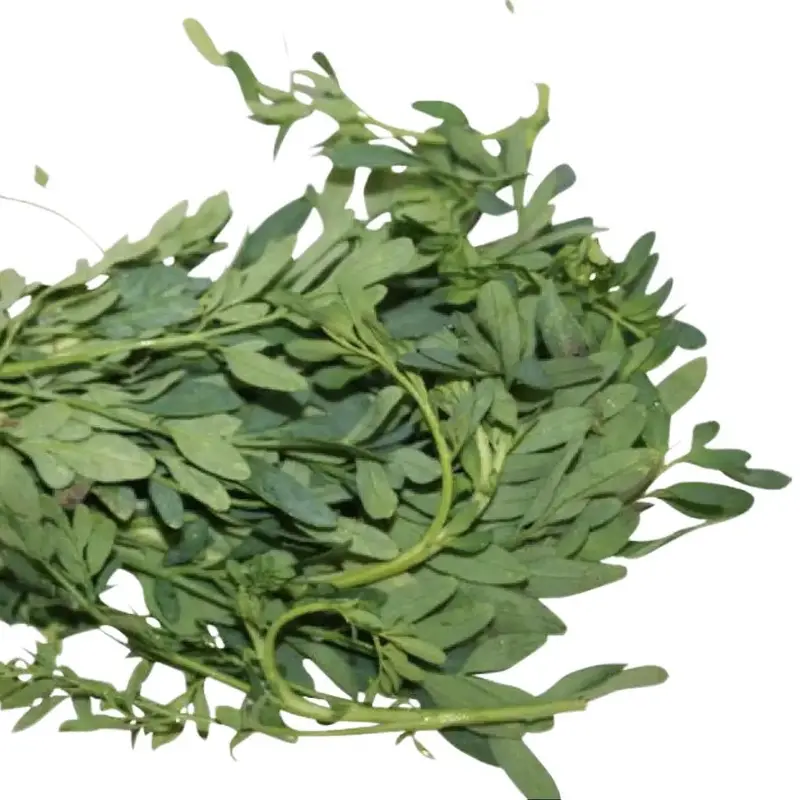 ruda tea benefits - TikTok Shop
