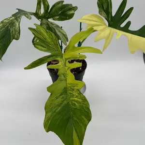 Rare hybrid philodendron Florida beauty x Mayoi - What You See Is What You Get Colorful Variegated Foliage