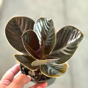 Labisia Vietnam in 4” Pot Live Houseplants