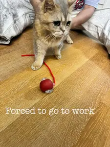 Catnip Ball & Red Rope Toy – Interactive Teaser for Furbabies, Keeps Kitty Busy & Happy, Perfect Gift for Cats (Red)