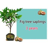 Fig Sapling(small)