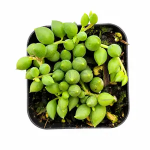 Easy Care String of Pearls Live Plant, Beginner Friendly Trailing Succulent for Indoor Decor, Drought Tolerant Real Plant for Home Garden