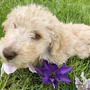 Sammy & Luna's Boutique