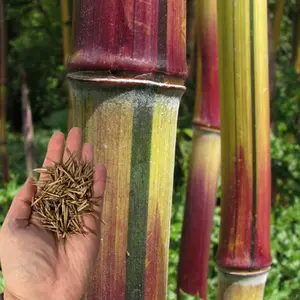 Green River 50 Harbin Inversa Bamboo Seeds - Unique Perennial Bamboo Plant Seeds, Flower Seed Pack, Striking Variegated Foliage For Garden Borders, Cold-Hardy Privacy Screens, And Low-Maintenance Landscaping Beauty