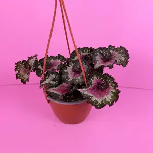 Begonia King Lime Ricky 6” Hanging Basket | Rex Begonia | Bright Foliage Plant