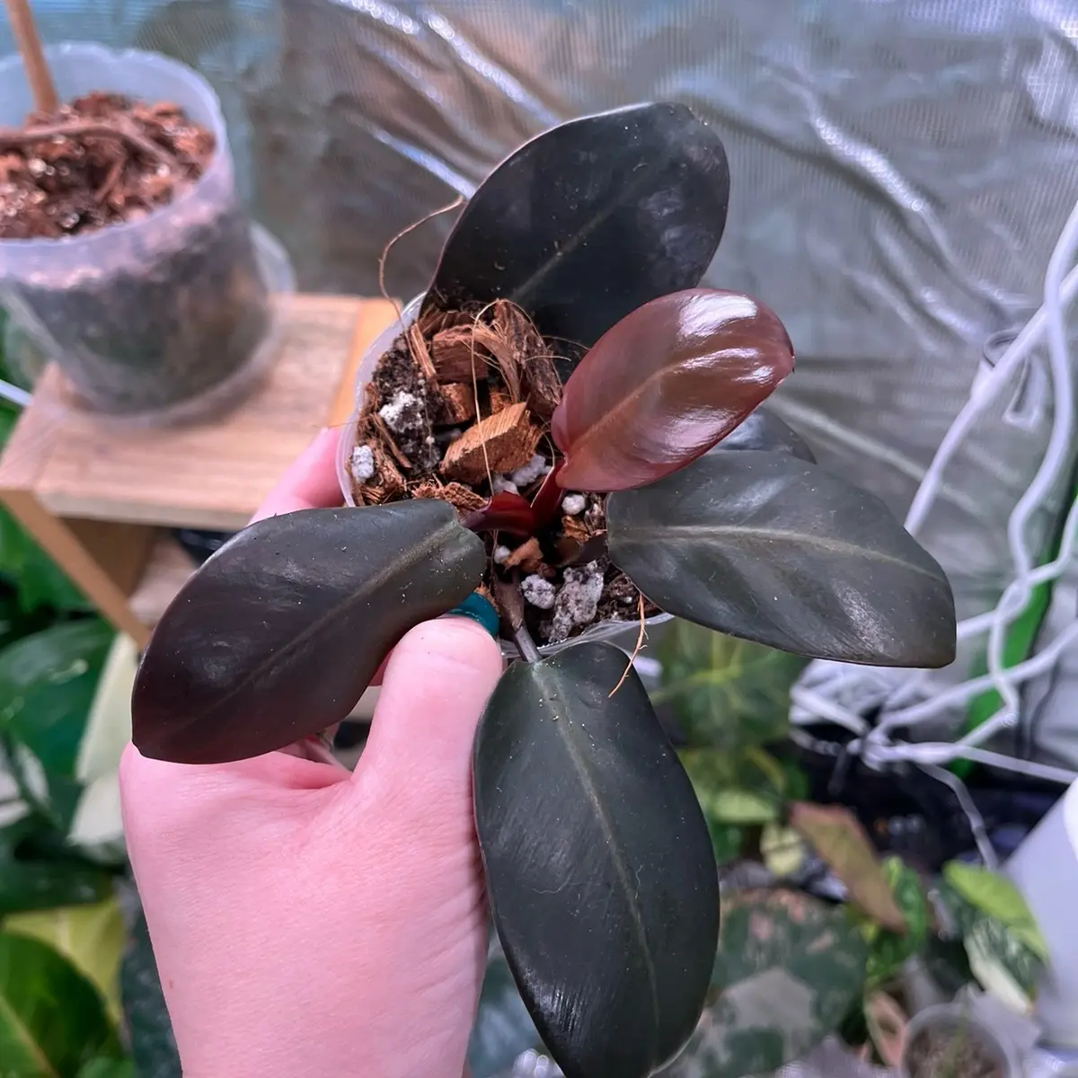 Philodendron Black Cardinal - TikTok Shop