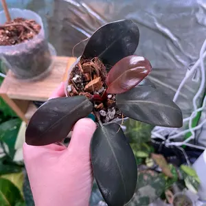Philodendron Black Cardinal