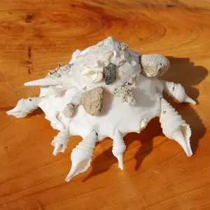ONE Carrier Shell Xenophoridae Seashell