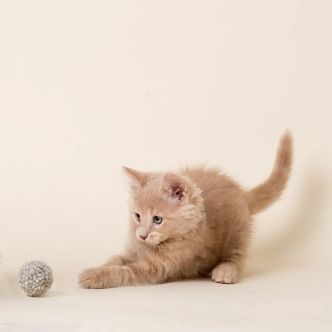 Purrfectplay Fuzzy Wool Balls
