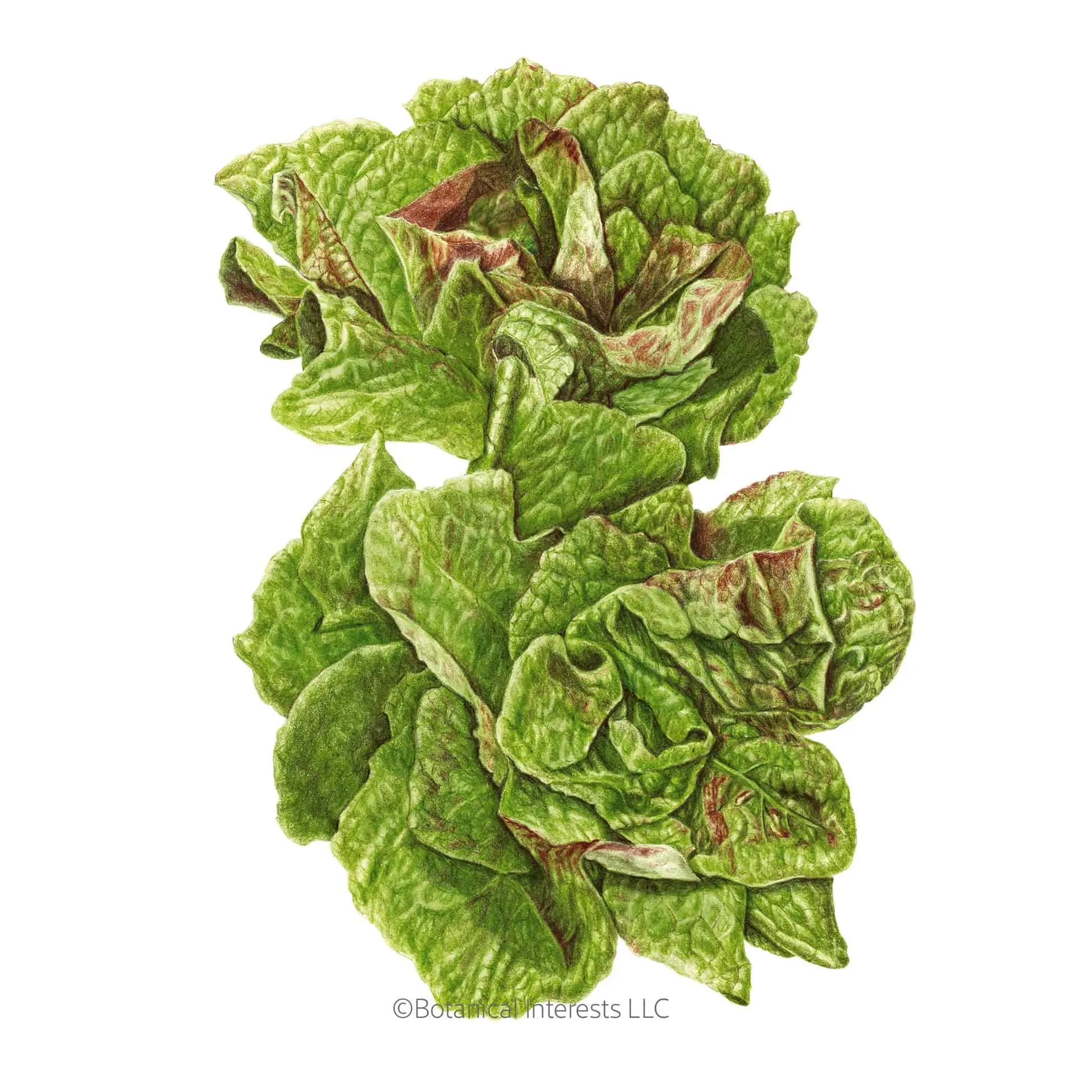 Australe Butterhead Lettuce Home Planting Seeds - Easy-Grow Garden Seeds for Baby Greens with Fresh Green Leaves, Upright Head Options for Home & Garden Use, Vegetable Seeds