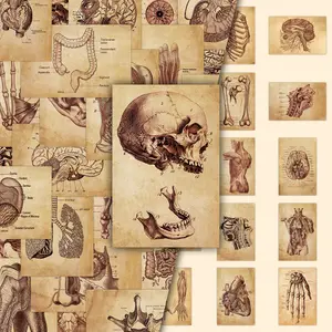 50 Sheets of Retro Human Anatomy Notes Creative Personalized Decoration DIY Scrapbooking Science Popularization Growth Diary Premium Skull Art Stickers